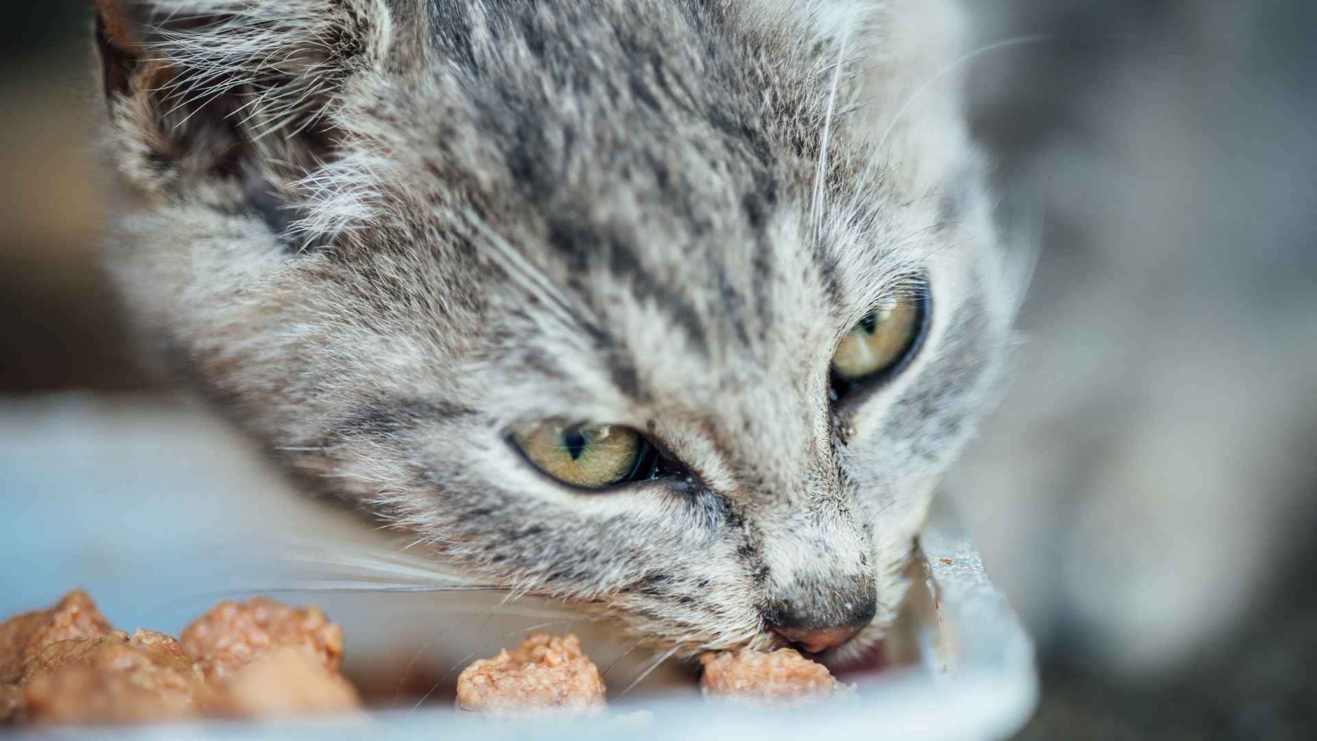 gato mayor comiendo